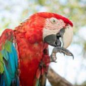 blue-red-macaw-parrot_1385-1415