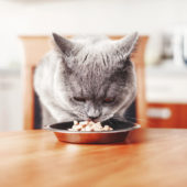 cat-eats-food-from-bowl-table-beautiful-british-gray-cat_156359-1141